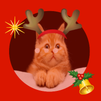 圣诞可爱宠物猫咪头像