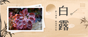 白露二十四节气海报
