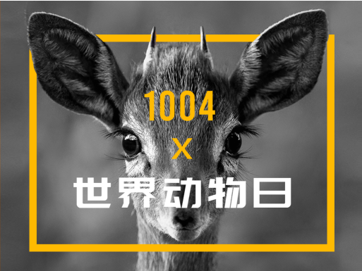 简约鹿之世界动物日文章配图