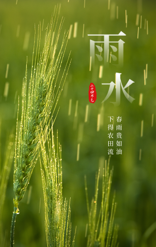 文艺清新传统节气雨水手机海报