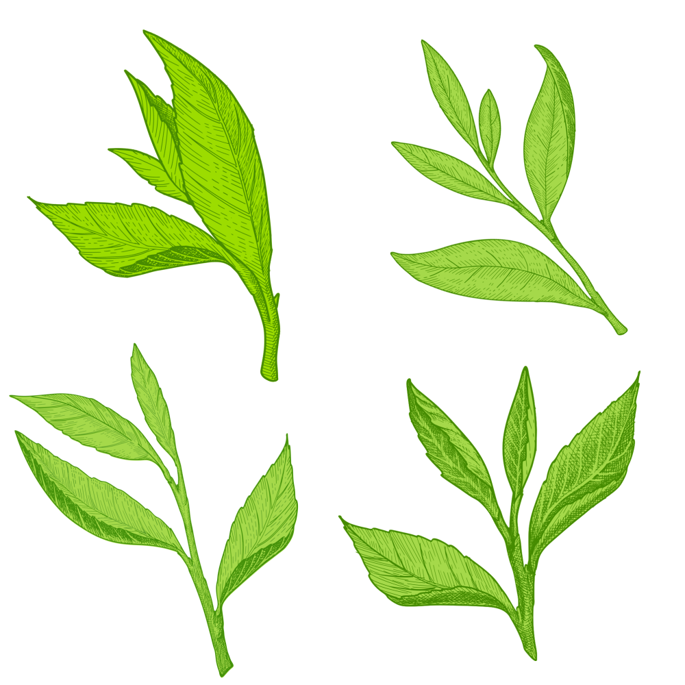 绿色植物茶叶插画素材