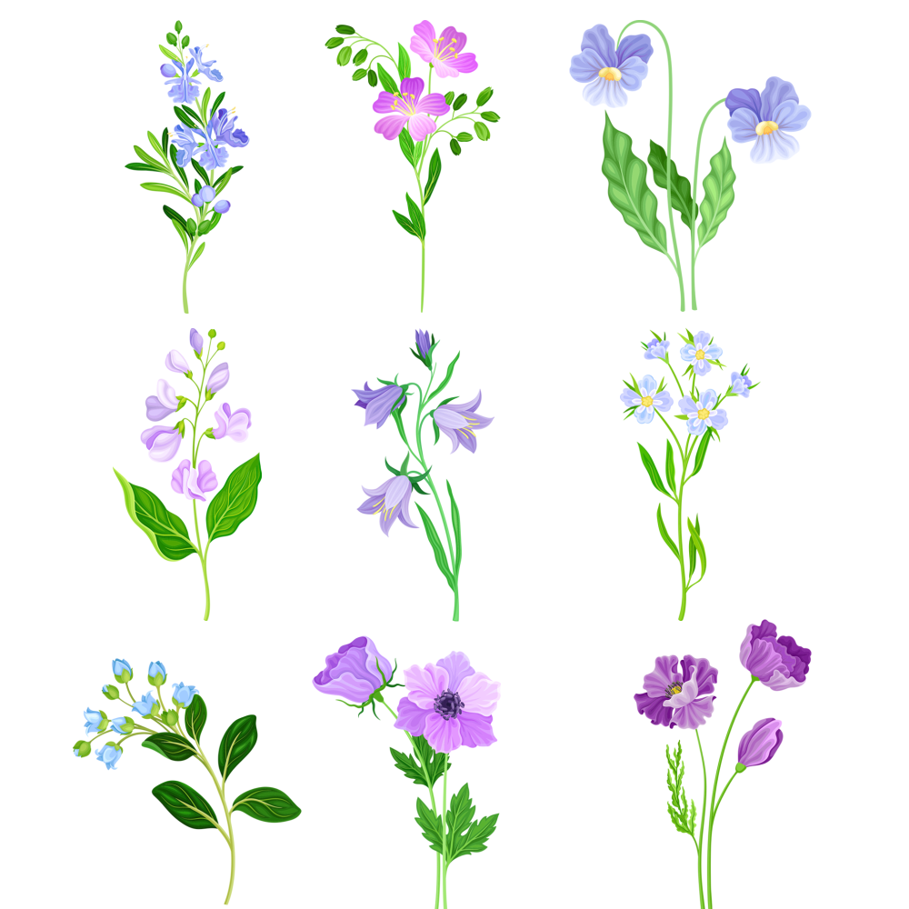 写实花卉植物插画素材