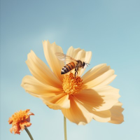 蜜蜂花朵头像