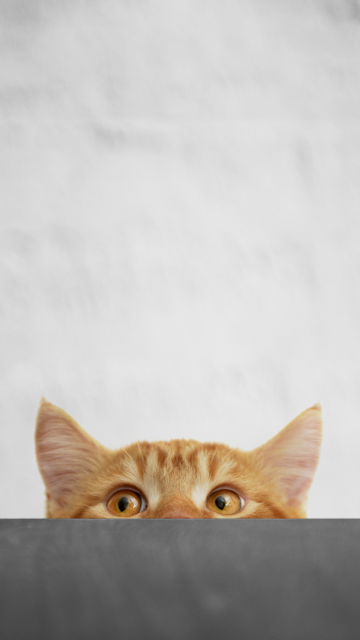 可爱猫咪手机壁纸